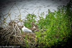 Black Headed Gull & Chicks on Nest on Water