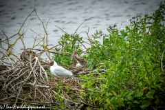 Black Headed Gull & Chicks on Nest on Water