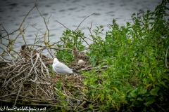 Black Headed Gull & Chicks on Nest on Water