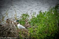 Black Headed Gull & Chicks on Nest on Water