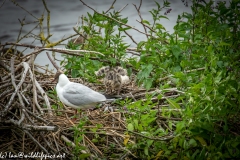 Black Headed Gull & Chicks on Nest on Water