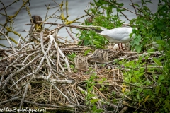 Black Headed Gull & Chicks on Nest on Water