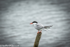 Common Tern on Branch on Water Side View