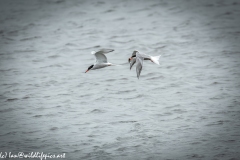 Common Terns in Flight One with Fish Side View