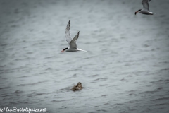 Common Terns in Flight One with Fish Side View