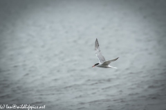 Common Terns in Flight Side View