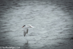 Common Terns in Flight Side View