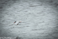 Common Terns in Flight Side View