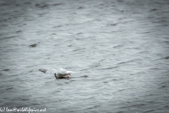 Common Terns in Flight Diving Side View