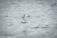 Common Terns in Flight Side View