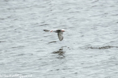 Common Terns in Flight Side View