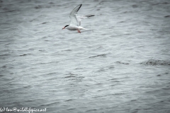 Common Terns in Flight Side View