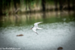 Common Terns in Flight Side View