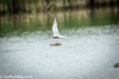 Common Terns in Flight Side View