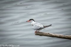 Common Tern on Branch on Water Side View