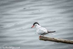 Common Tern on Branch on Water Side View