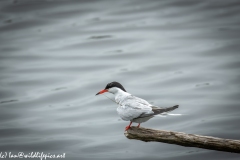 Common Tern on Branch on Water Side View