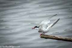 Common Tern on Branch on Water Side View