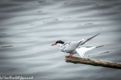 Common Tern on Branch on Water Side View