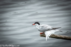 Common Tern on Branch on Water Side View