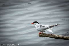 Common Tern on Branch on Water Side View