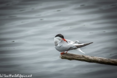 Common Tern on Branch on Water Side View