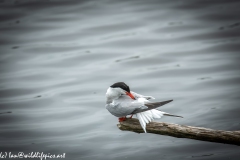 Common Tern on Branch on Water Side View