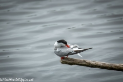 Common Tern on Branch on Water Side View