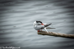 Common Tern on Branch on Water Side View