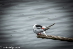 Common Tern on Branch on Water Side View