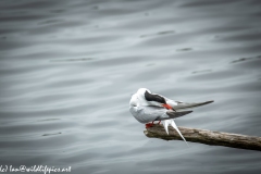 Common Tern on Branch on Water Side View