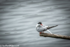 Common Tern on Branch on Water Side View