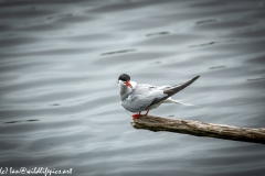 Common Tern on Branch on Water Side View