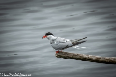 Common Tern on Branch on Water Side View