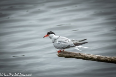 Common Tern on Branch on Water Side View