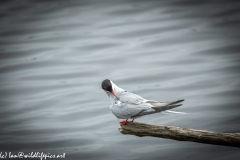 Common Tern on Branch on Water Side View