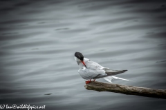 Common Tern on Branch on Water Side View