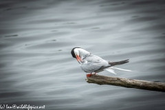 Common Tern on Branch on Water Side View