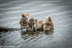 Female Gadwall Duck & Gadwall Chicks on Branch in Water