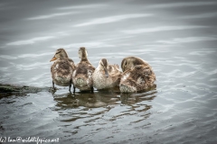 Female Gadwall Duck & Gadwall Chicks on Branch in Water