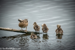 Female Gadwall Duck & Gadwall Chicks on Branch in Water