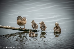 Female Gadwall Duck & Gadwall Chicks on Branch in Water