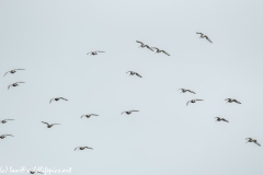 Flock of Black-tailed Godwit in Flight Back View