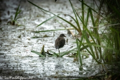 Young Moorhen Standing on One Leg in Water Back View