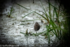 Young Moorhen Standing on One Leg in Water Back View