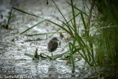 Young Moorhen Standing on One Leg in Water Back View