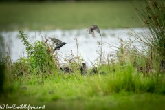 Starlings in Flight Side View