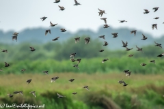 Flock of Starlings in Flight Side View