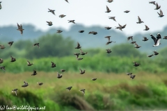 Flock of Starlings in Flight Side View