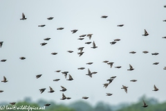 Flock of Starlings in Flight Side View